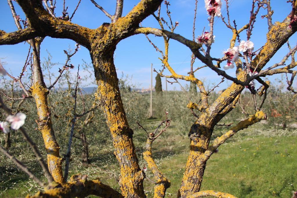 Agriturismo Torre Prima Holidays San Gimignano Kültér fotó